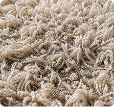 Embedded Pet Hair
& Dander