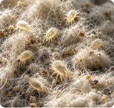 Deep Carpet Dirt
& Allergens